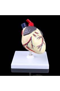 Серце собаки. Модель у масштабі 1:1. (2 частини)