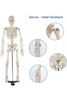 Скелет людини Display4top. 1:2. Висота 85 см