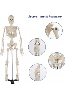 Скелет людини Display4top. 1:2. Висота 85 см