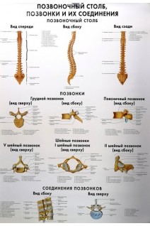 Анатомические плакаты. Комплект 2 (Классификация костей; Позвоночный столб; Кости нижних конечностей; Соединения костей нижних конечностей; Таз и тазовые кости)(5 плакатов). Сапин М.Р.