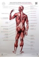 Анатомічний плакат. Скелетні мязи людини. Вигляд ззаду