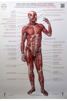 Анатомічний плакат. Скелетні мязи людини. Вигляд спереду