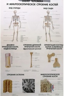Анатомические плакаты. Комплект 1 (Скелет человека; Кости черепа; Грудная клетка; Кости верхних конечностей; Соединения костей верхних конечностей) (5 плакатов). Сапин М.Р.