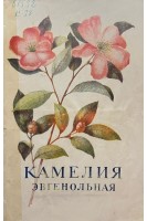 Камелия эвгенольная (БУ). Кибальчич П.Н.