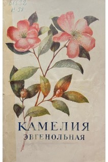 Камелия эвгенольная (БУ). Кибальчич П.Н.