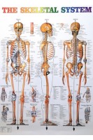 The Skeletal system (Анатомічний плакат)
