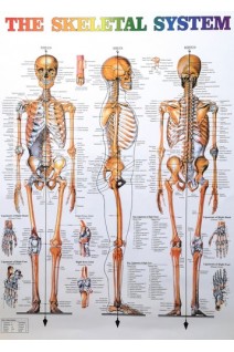 The Skeletal system (Анатомічний плакат)