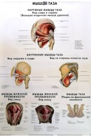 Анатомические плакаты. Комплект 4 (Классификация и микроскопическое строение скелетных мышц; Поверхностные и глубокие мышцы спины; Поверхностные и глубокие мышцы груди; Диафрагма; Мышцы живота; Паховый канал; Мышцы таза) (5 плакатов). Сапин М.Р.
